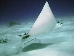 Eagle Ray in Cozumel by Jonathan Pardys 